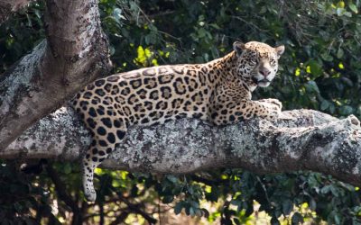 Jaguaarisafari — legendaarinen Pantanal Trackers