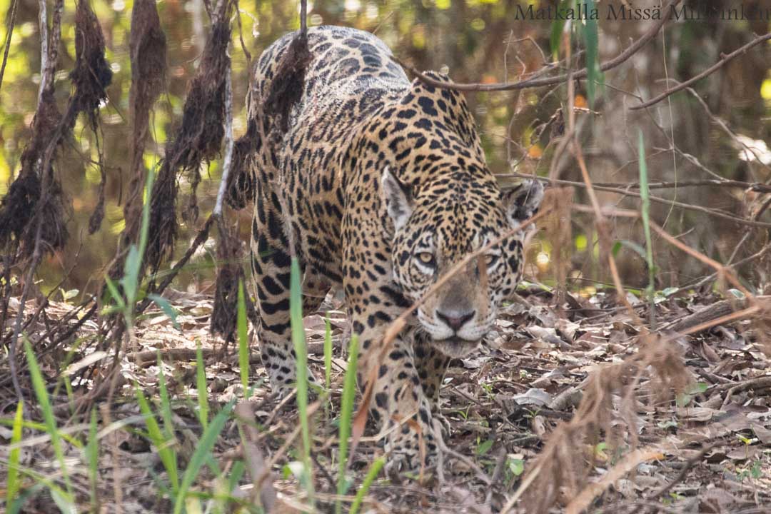 jaguaari, jaguaarisafari, Porto Jofre, Pantanal, Brasilia