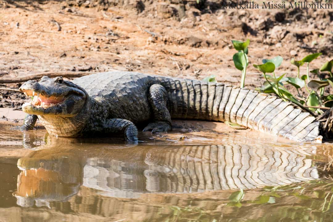 Gran cenote, Meksiko