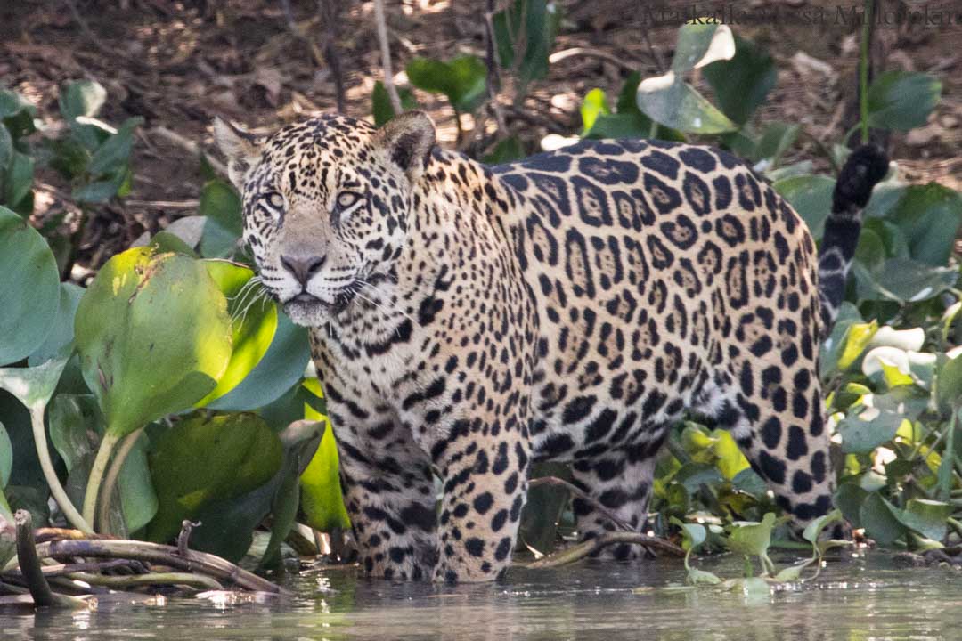 jaguaari, jaguaarisafari, Porto Jofre, Pantanal, Brasilia