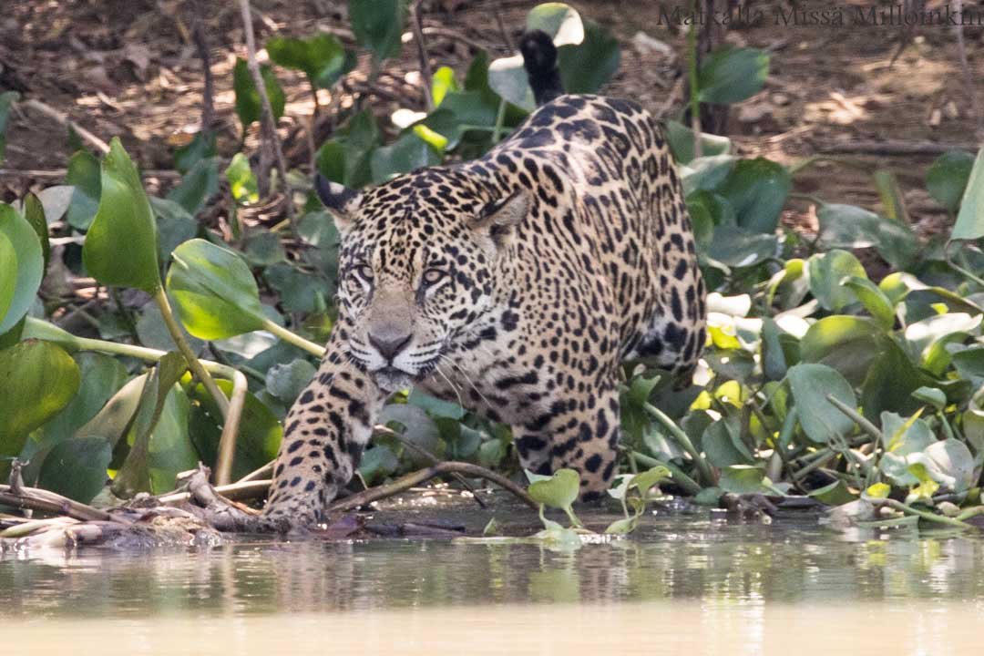 jaguaari, jaguaarisafari, Porto Jofre, Pantanal, Brasilia