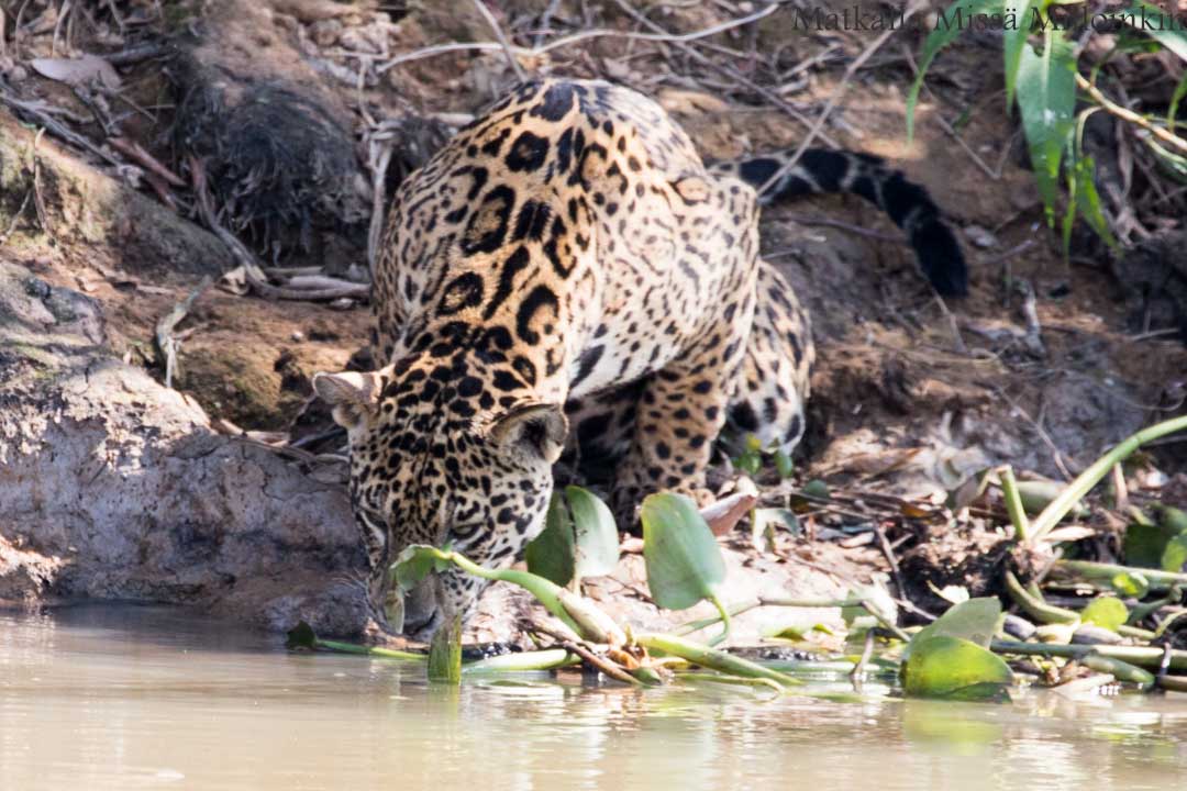 jaguaari, jaguaarisafari, Porto Jofre, Pantanal, Brasilia