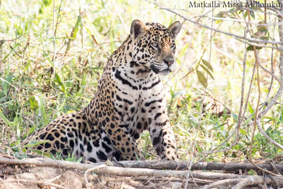 jaguaari, jaguaarisafari, Porto Jofre, Pantanal, Brasilia