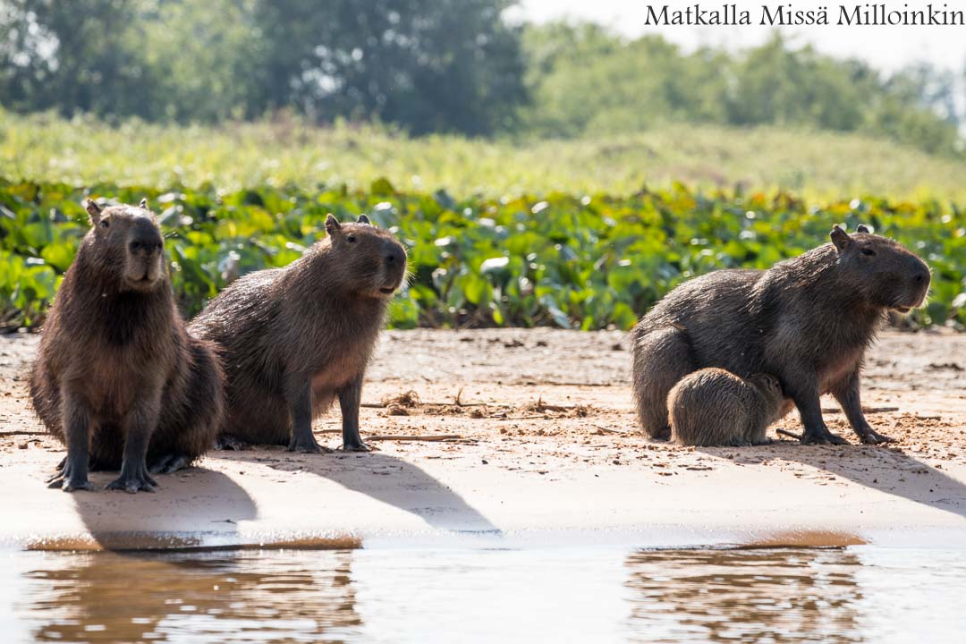Gran cenote, Meksiko