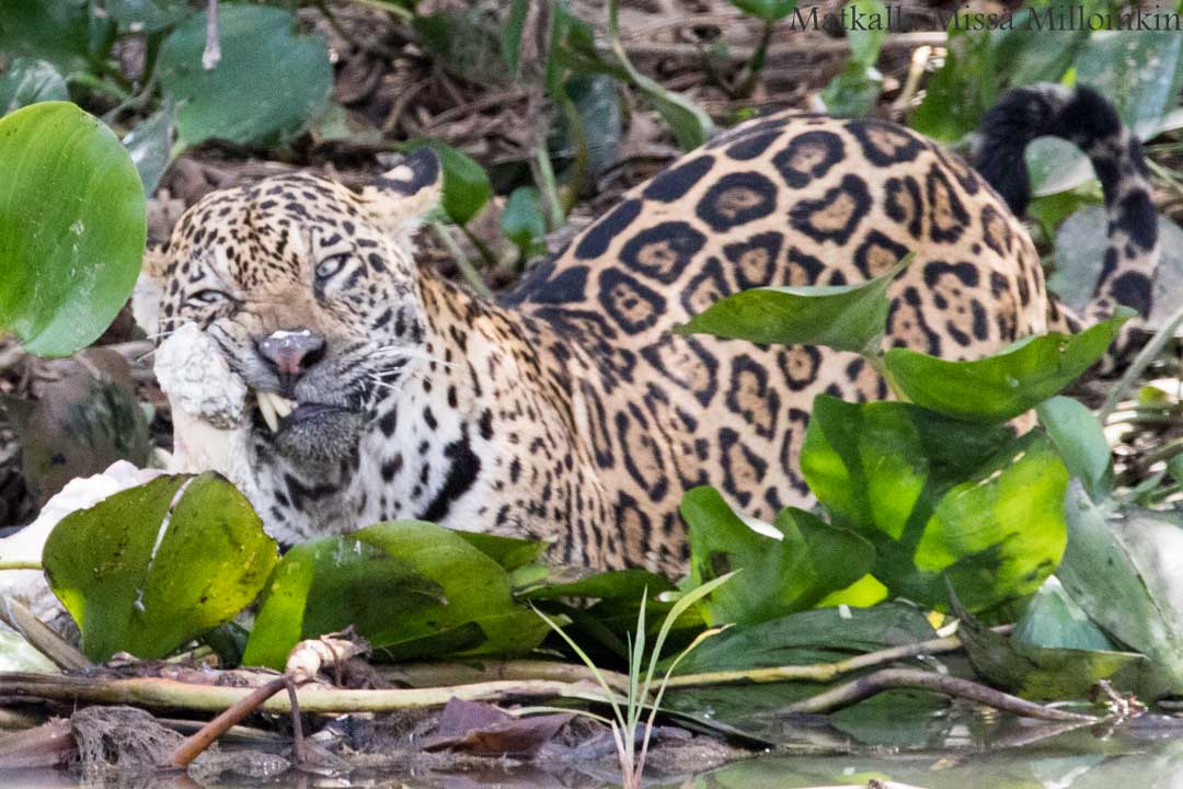 jaguaari, jaguaarisafari, Porto Jofre, Pantanal, Brasilia