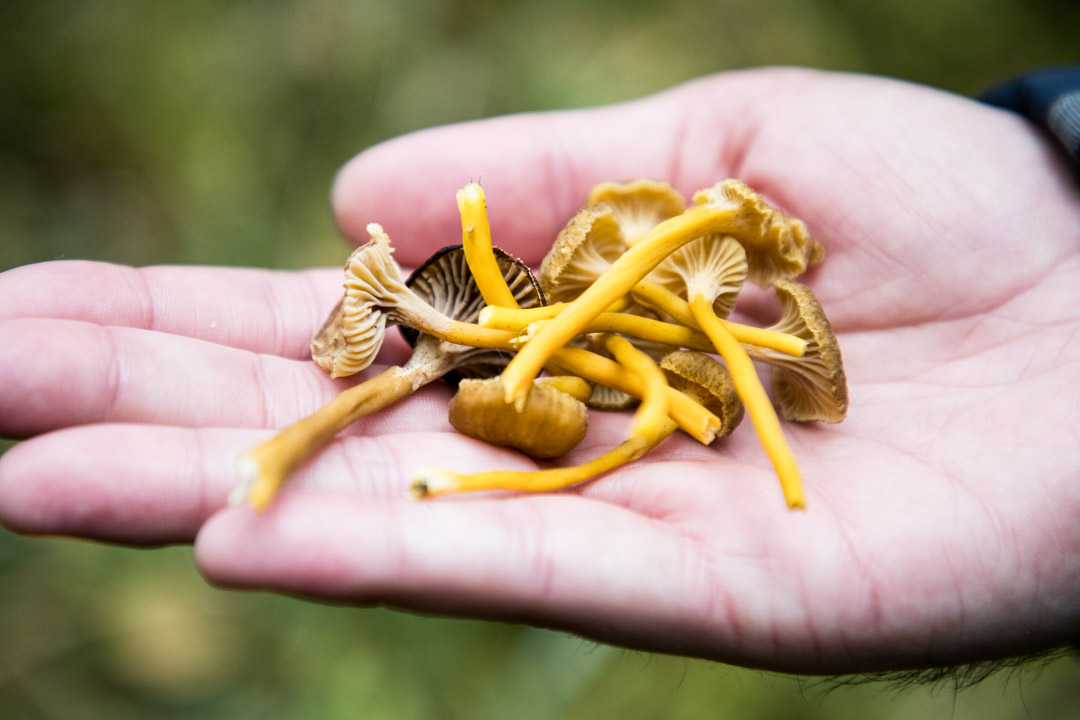 Evon retkeilyalue, Niemisjärvien luontopolku