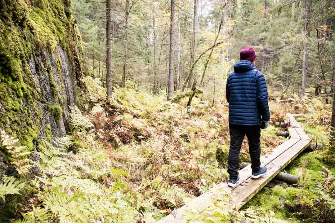 Evon retkeilyalue, Niemisjärvien luontopolku