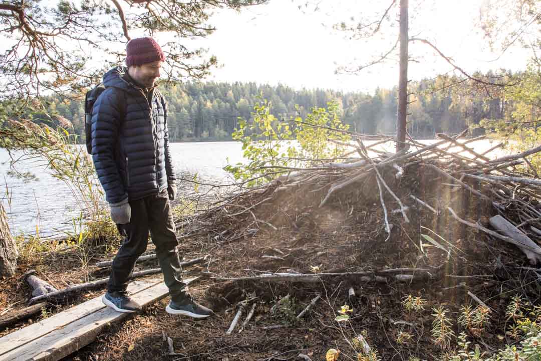 Evon retkeilyalue, Niemisjärvet, majavat