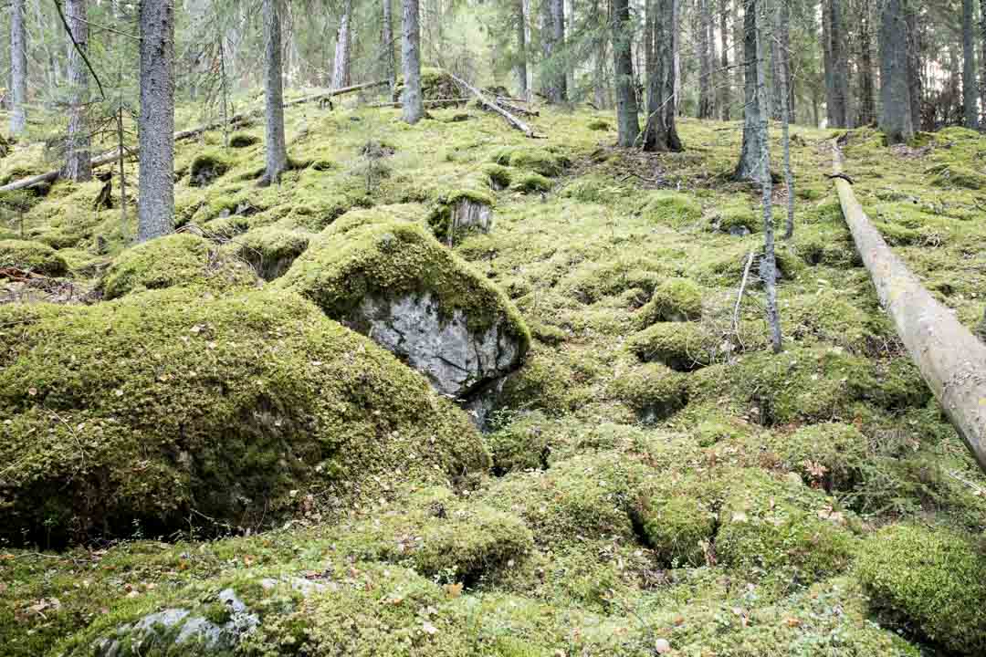 Evon retkeilyalue, esteetön reitti