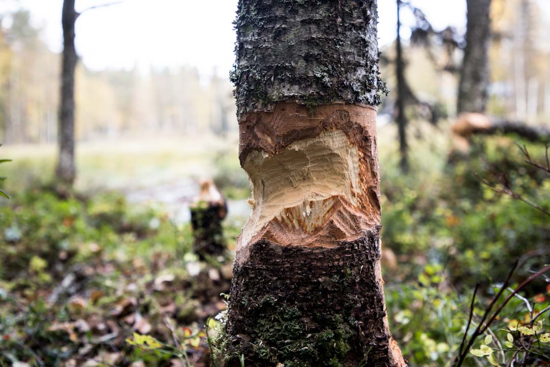 Evo, majavien jälkiä