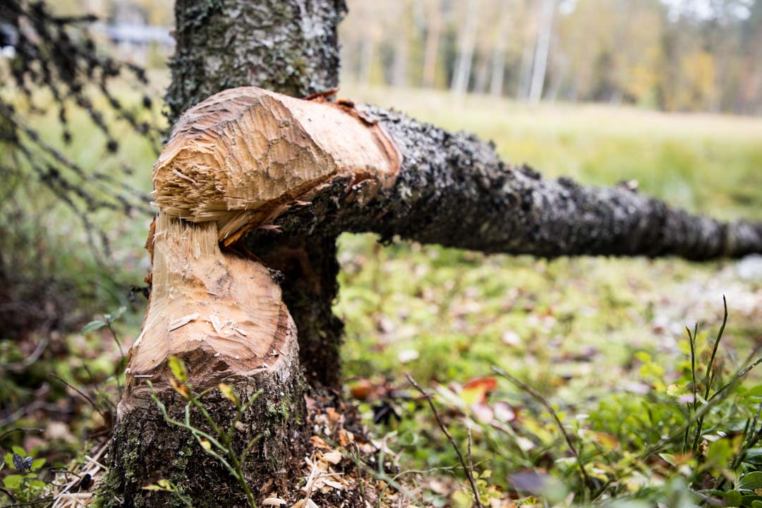 Evo, majavien jälkiä