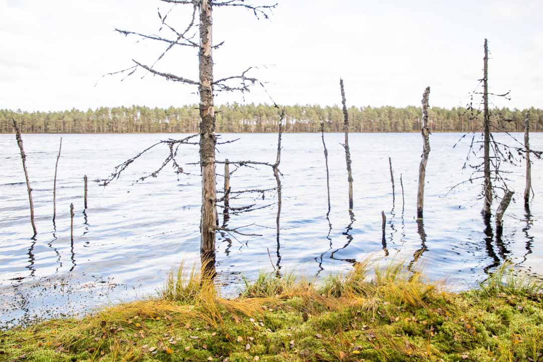 Komion luonnonsuojelualue, Pikku-Samo