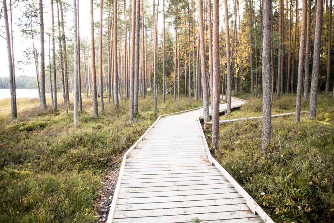 Komion luonnonsuojelualue, esteetön reitti