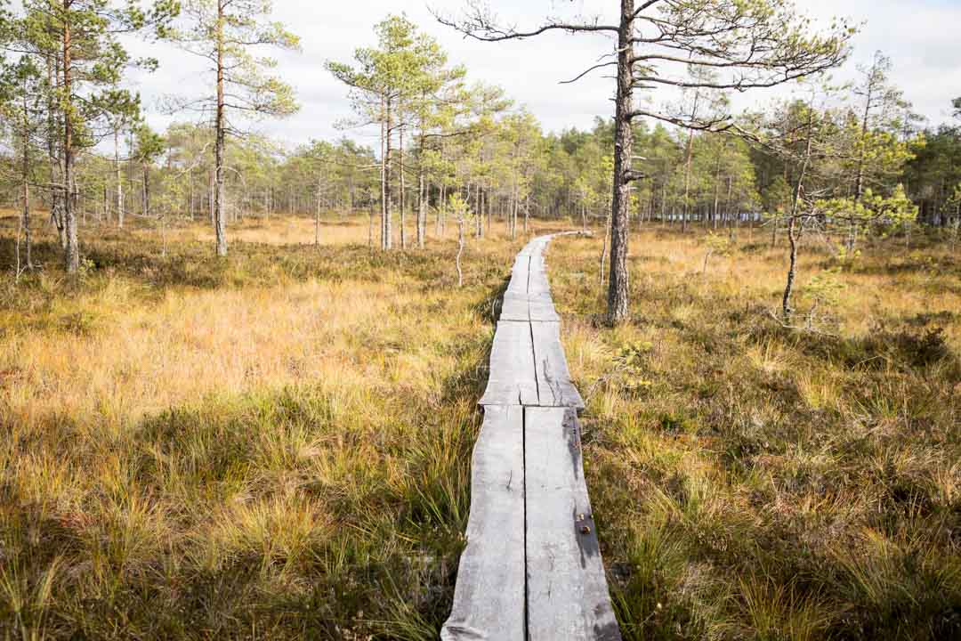 Komion luonnonsuojelualue, Luutaharjun Samo