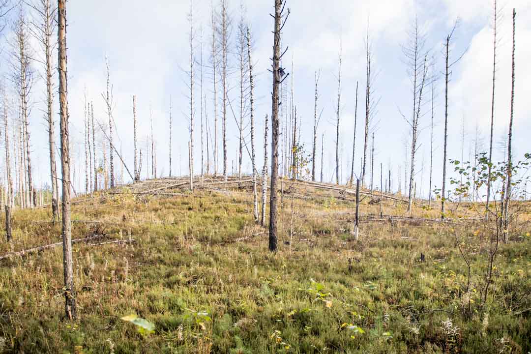 Komion luonnonsuojelualue, Luutaharjun Samo