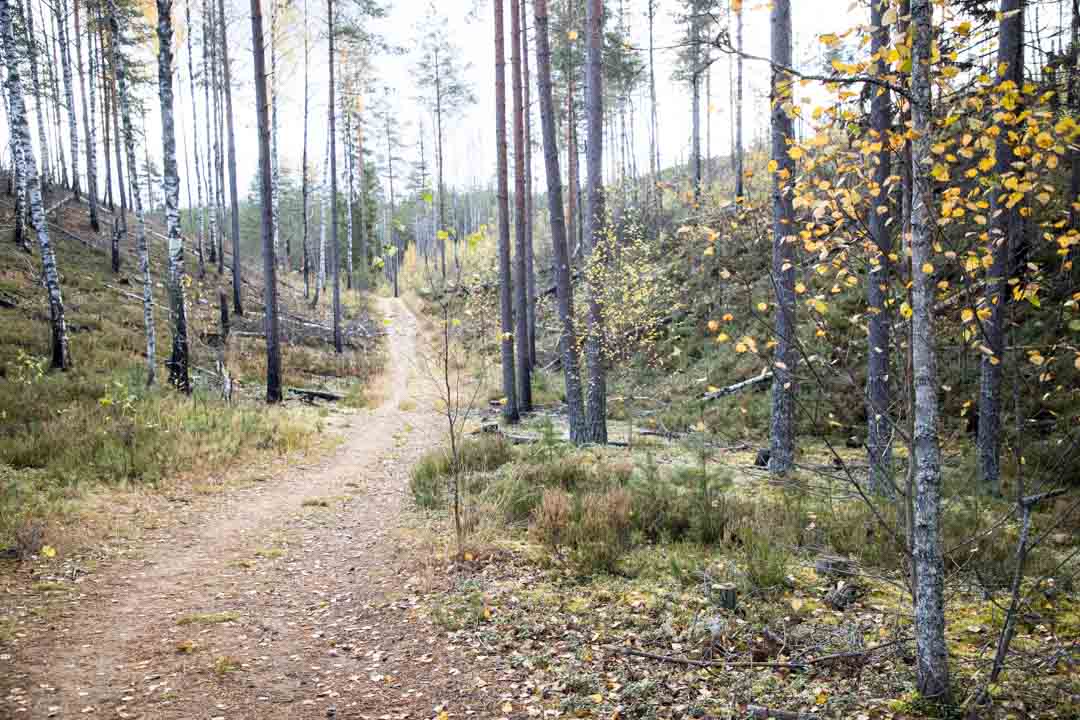 Komion luonnonsuojelualue
