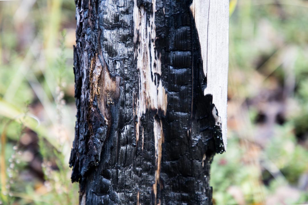 Komion luonnonsuojelualue, kulotus