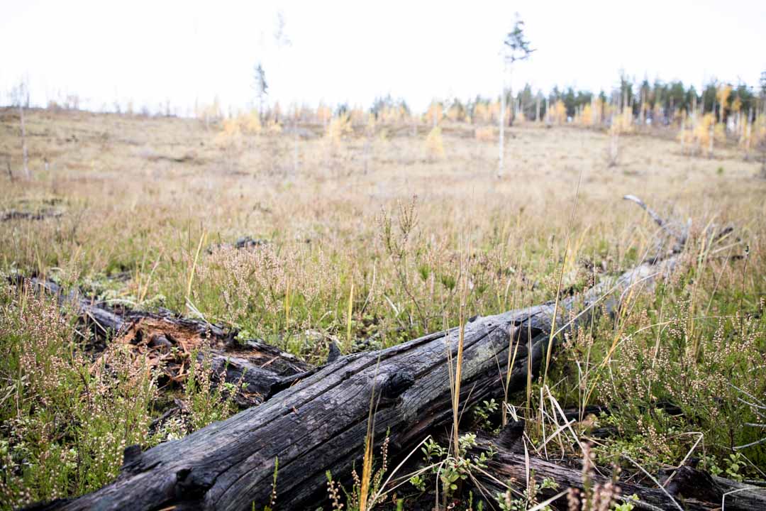 Komion luonnonsuojelualue, kulotus