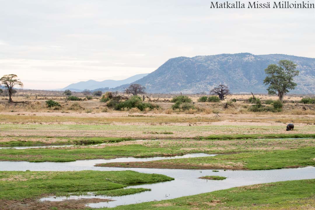 Ruahan kansallispuisto, safari Tansania