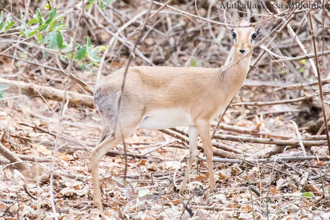 kudu, antilooppi, Ruahan kansallispuisto, safari Tansania