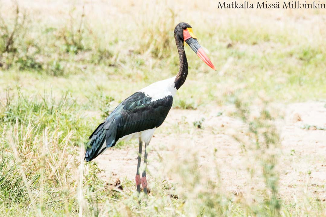 Victorian putoukset aktiviteetit benjihyppy