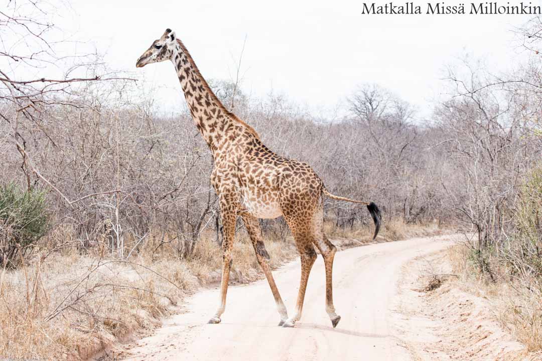 Hwangen kansallispuisto, safari Zimbabwe
