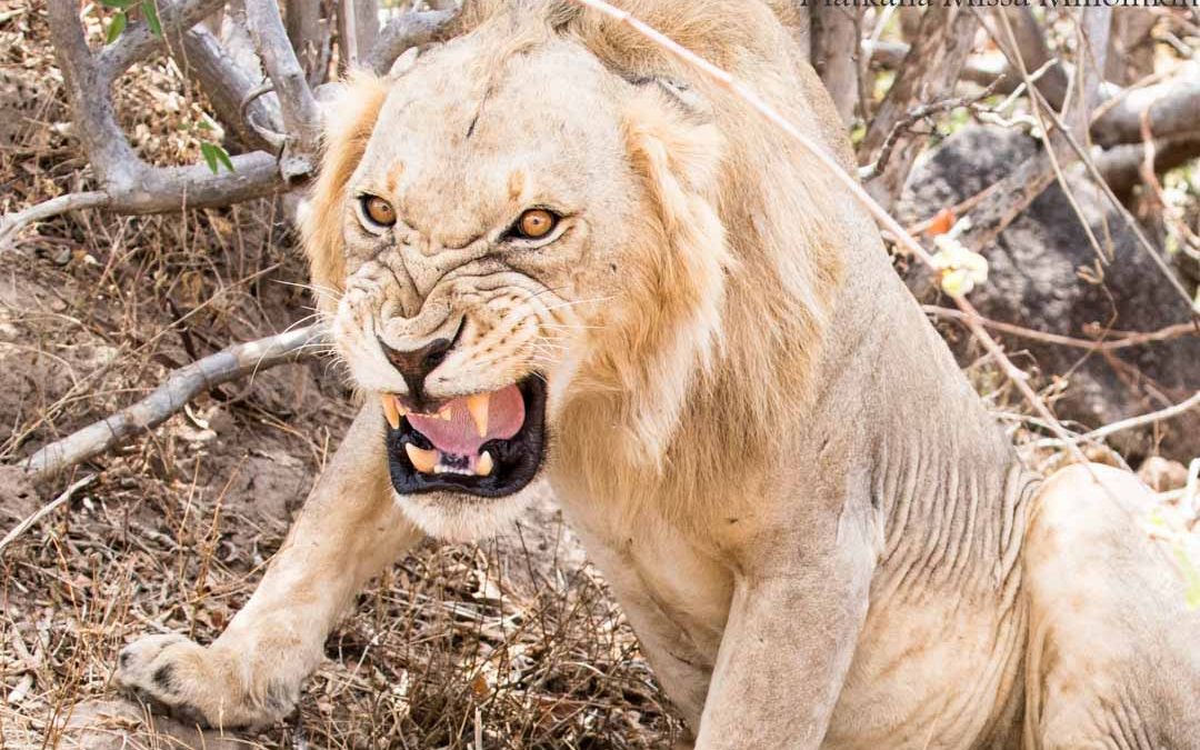 Ruahan kansallispuisto – Tansania