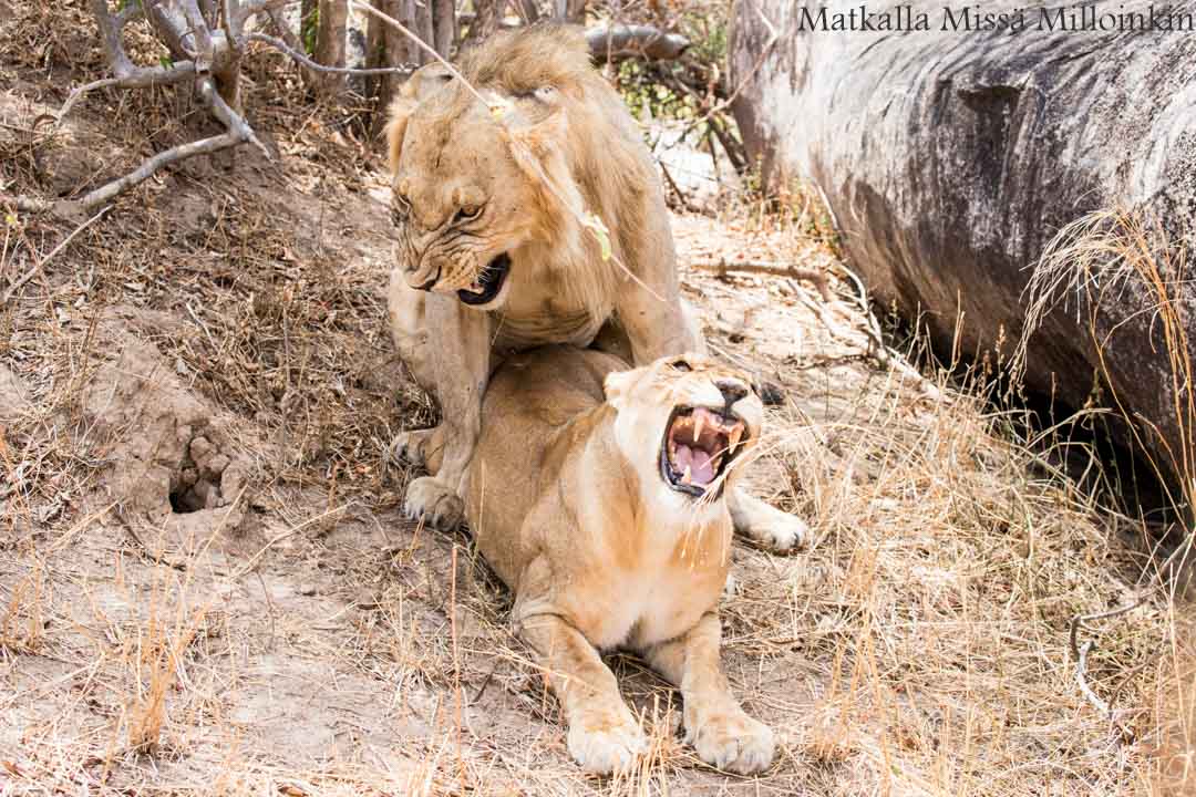 leijonia, Ruahan kansallispuisto, safari Tansania