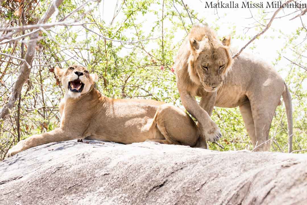 Victorian putoukset aktiviteetit gorge swing