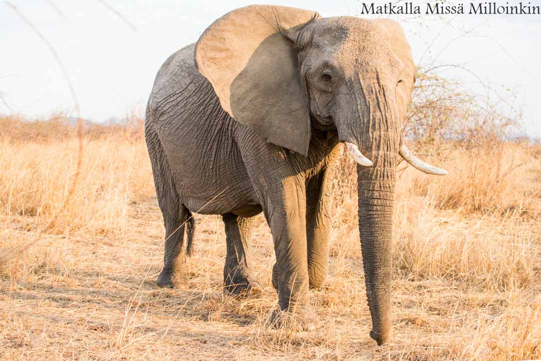 Ruahan kansallispuisto, safari Tansania