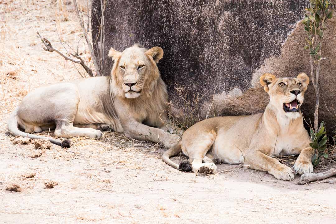 leijona, Ruahan kansallispuisto, safari Tansania