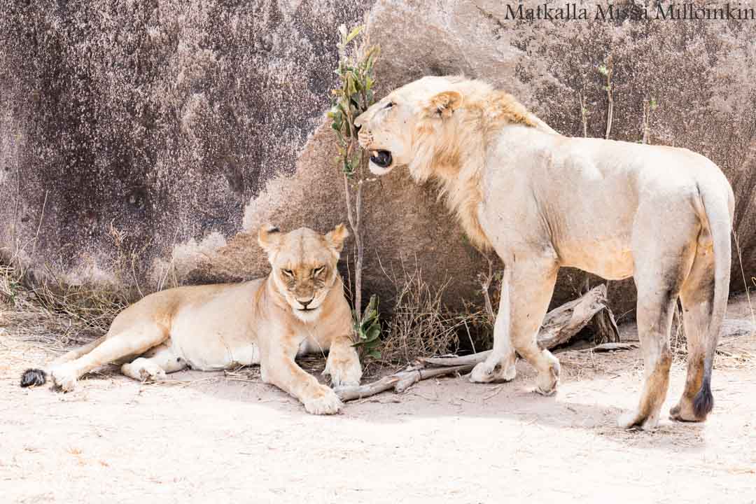 leijonia, Ruahan kansallispuisto, safari Tansania
