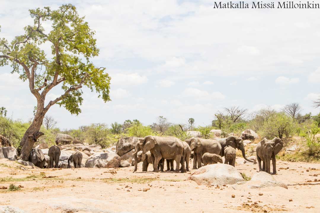 Ruahan kansallispuisto, safari Tansania