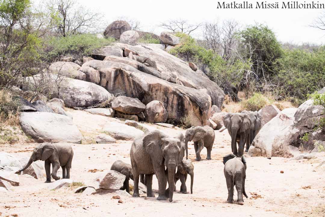 Ruahan kansallispuisto, safari Tansania