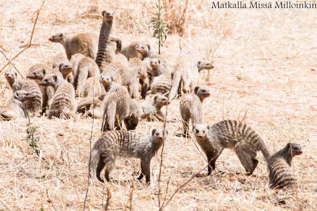 mangusteja, Ruahan kansallispuisto, Tansania