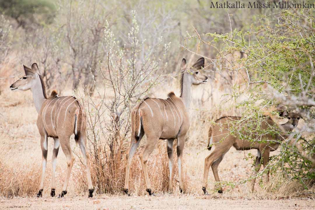 Ruahan kansallispuisto, safari Tansania
