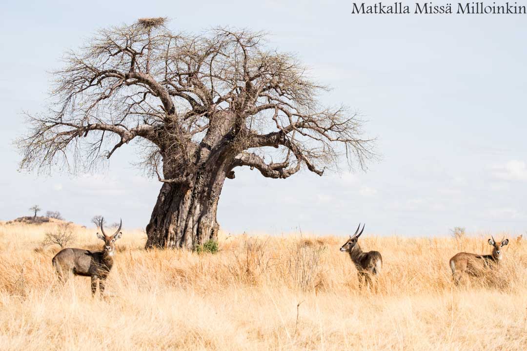 Ruahan kansallispuisto, safari Tansania