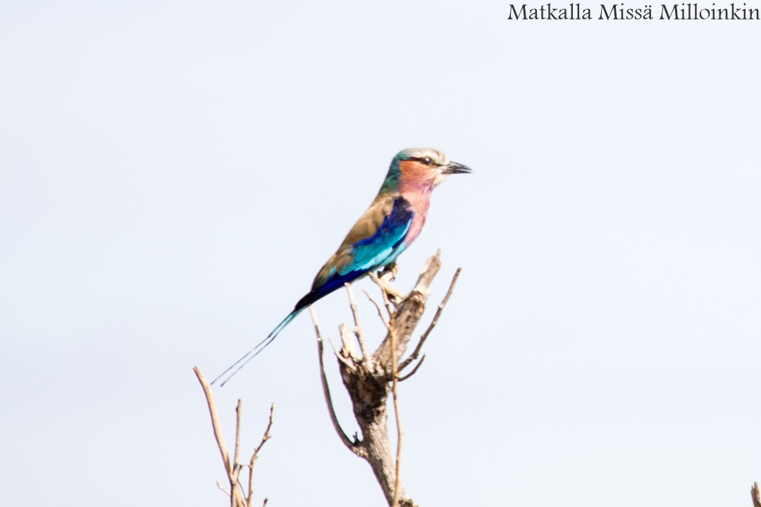 Victorian putoukset aktiviteetit benjihyppy