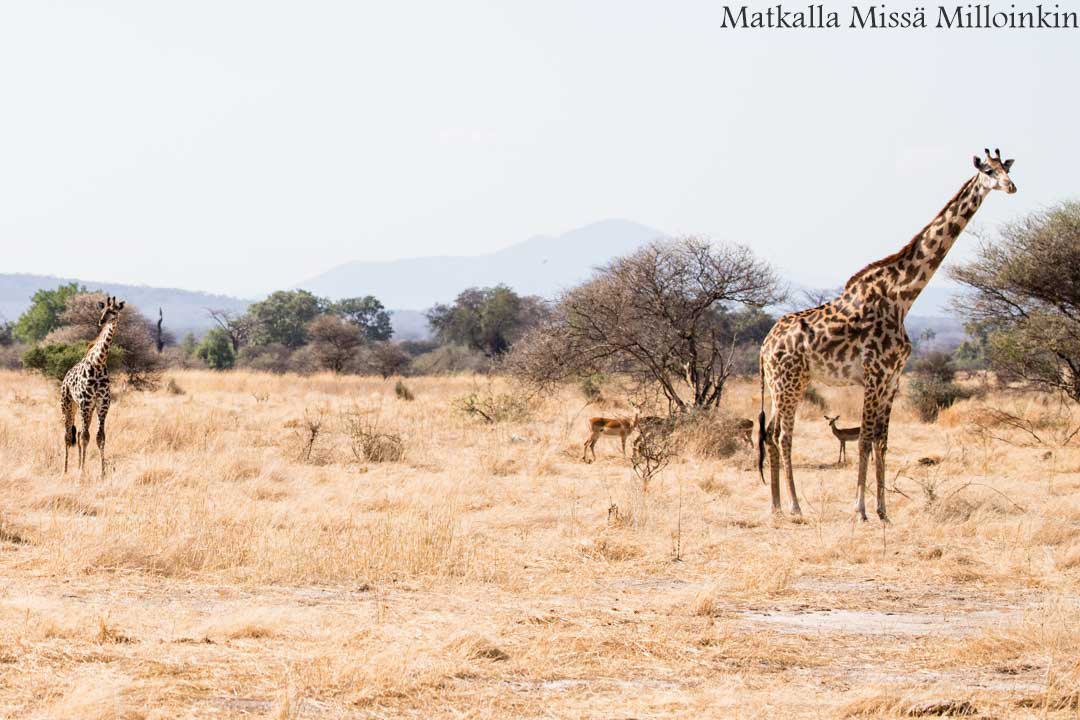 Ruahan kansallispuisto, safari Tansania