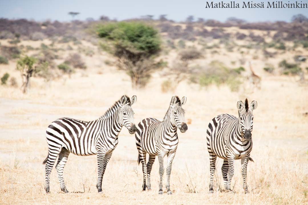 Ruahan kansallispuisto, safari Tansania
