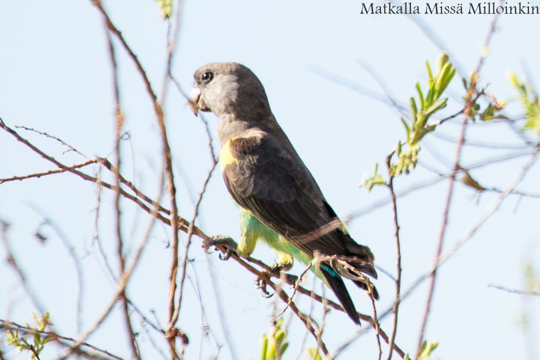 Victorian putoukset aktiviteetit benjihyppy