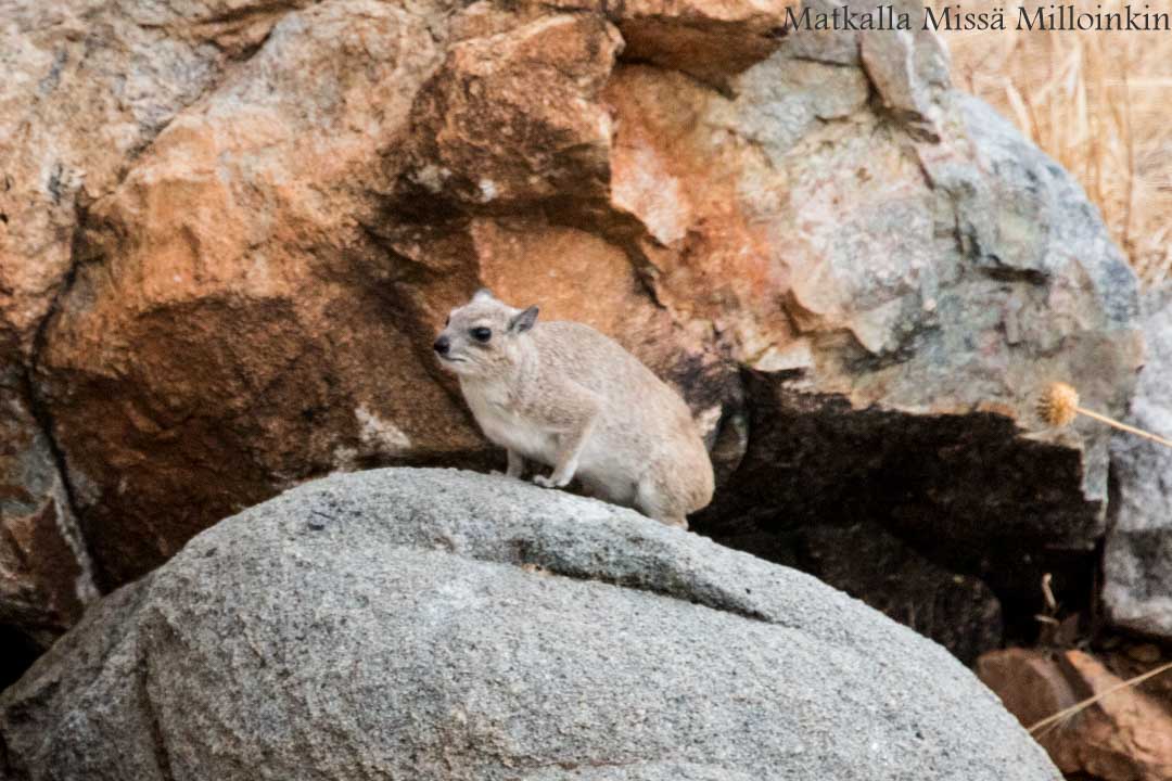 tamaani, Ruahan kansallispuisto, safari Tansania