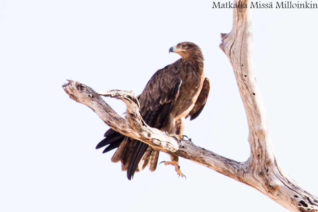 Victorian putoukset aktiviteetit benjihyppy