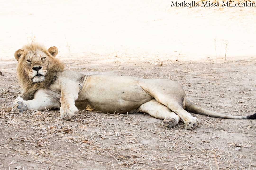 leijona, Ruahan kansallispuisto, safari Tansania