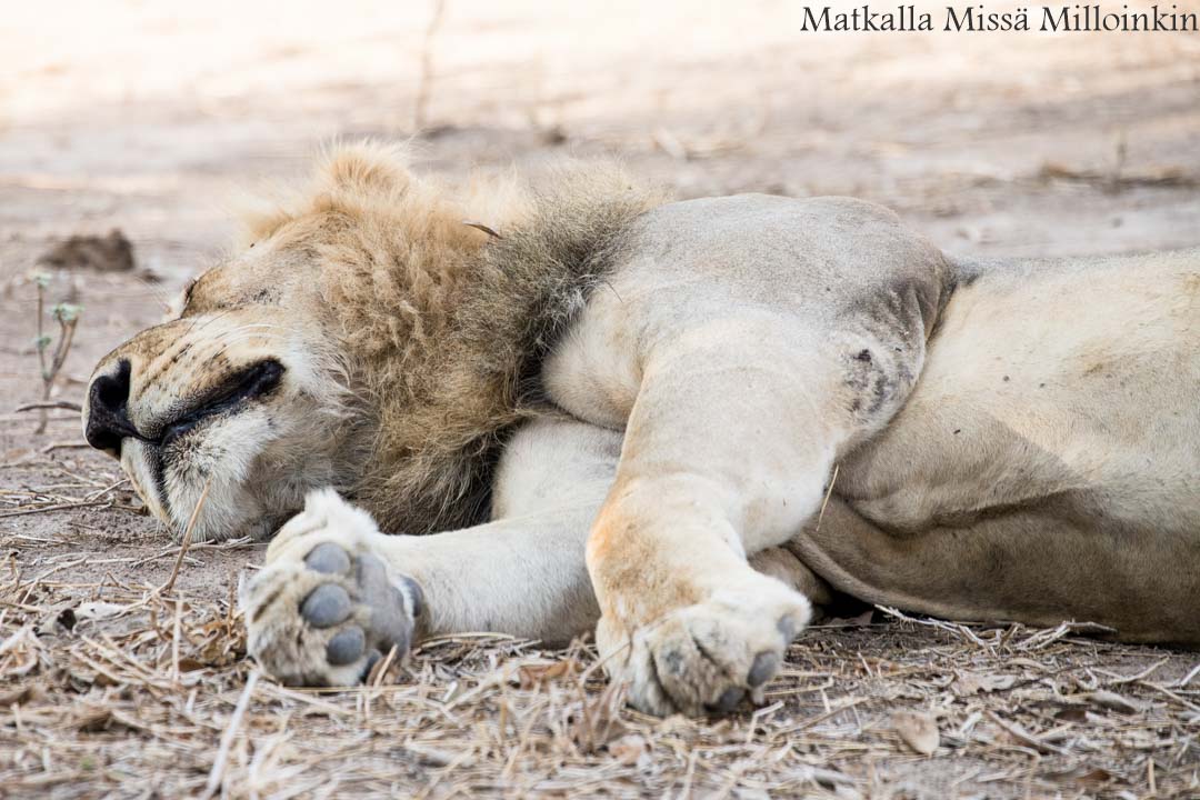 leijona, Ruahan kansallispuisto, safari Tansania