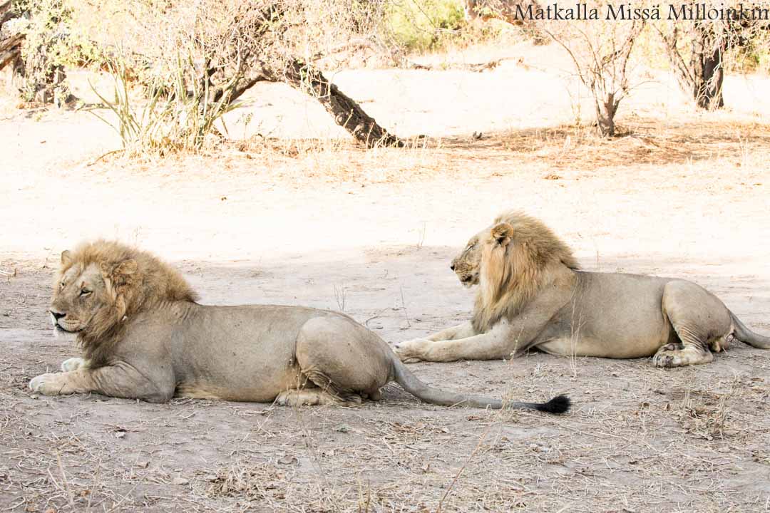 leijonia, Ruahan kansallispuisto, safari Tansania