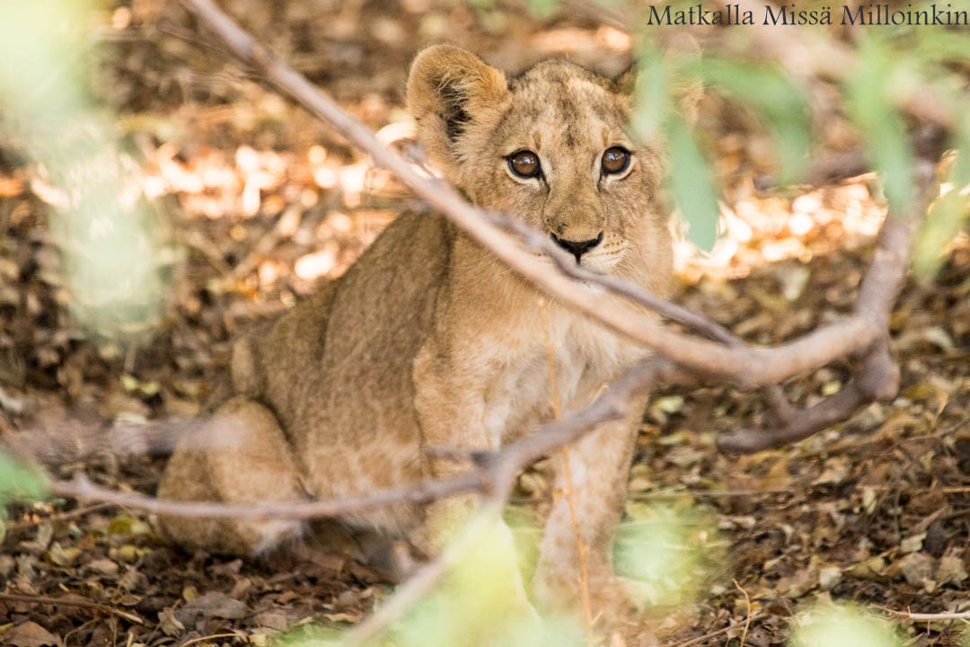 leijona, Ruahan kansallispuisto, safari Tansania