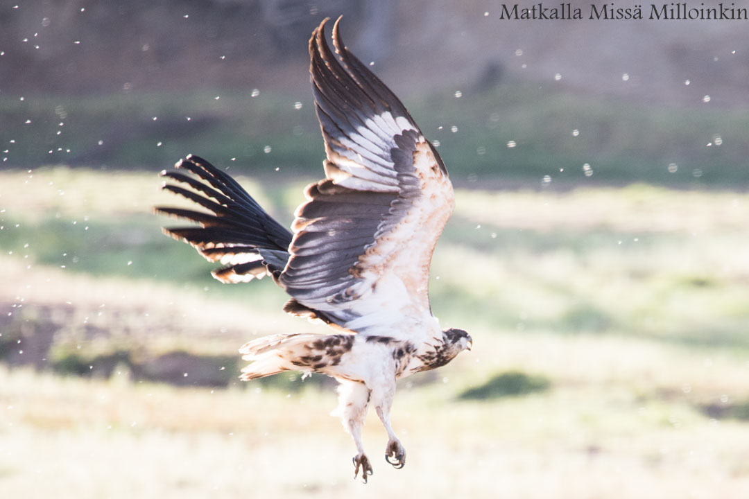 Ruahan kansallispuisto, safari Tansania