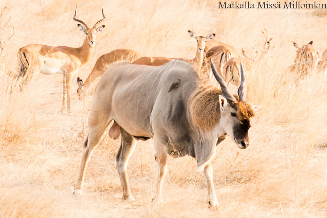 Ruahan kansallispuisto, safari Tansania
