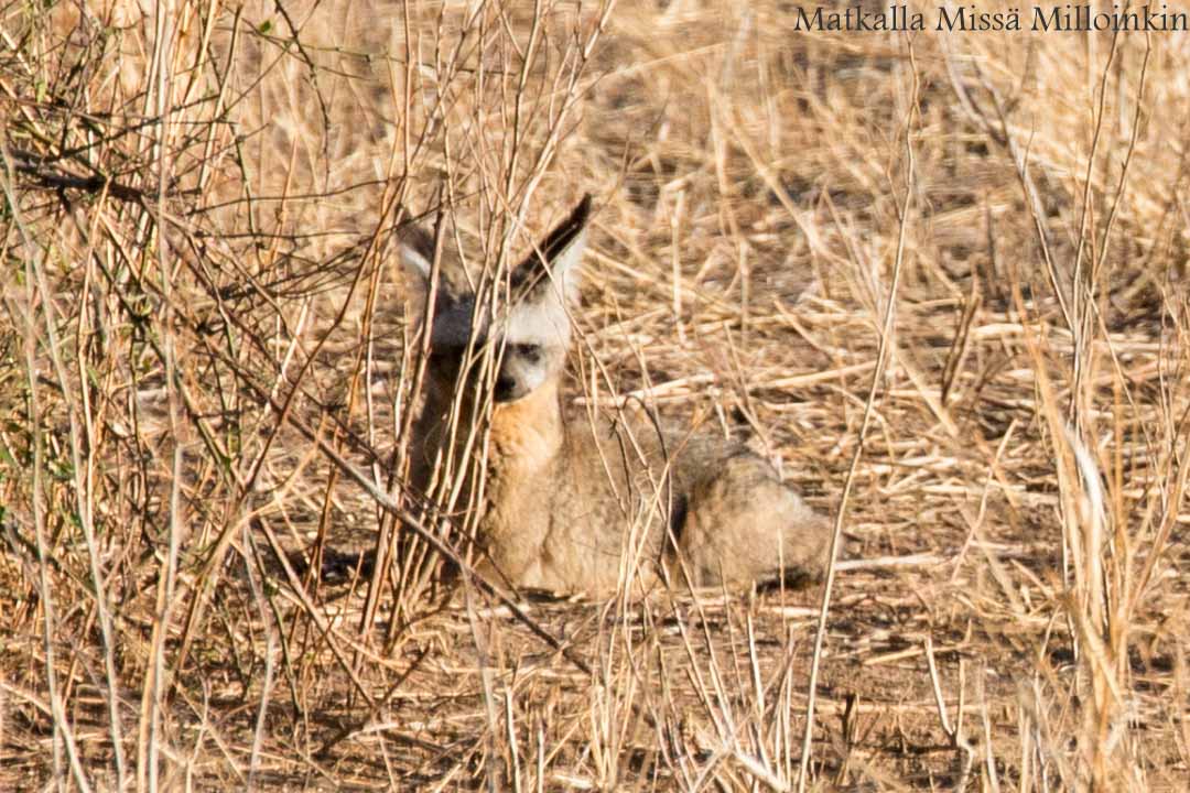 mangusteja, Ruahan kansallispuisto, Tansania